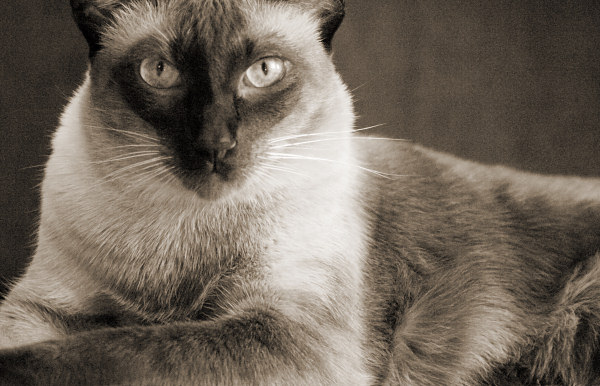 Our purebred Seal Point Siamese cat, Sagwa