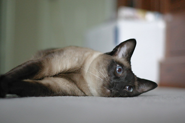 Our purebred Seal Point Siamese cat, Sagwa
