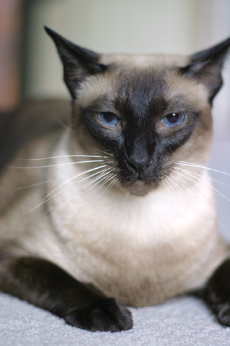 Our purebred Seal Point Siamese cat, Sagwa