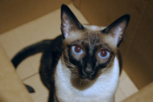 Our purebred Seal Point Siamese cat, Sagwa
