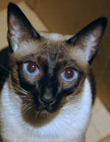 Our cat, Sagwa