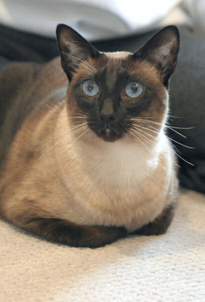 Our purebred Seal Point Siamese cat, Sagwa