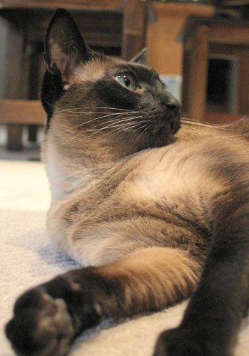 Our purebred Seal Point Siamese cat, Sagwa