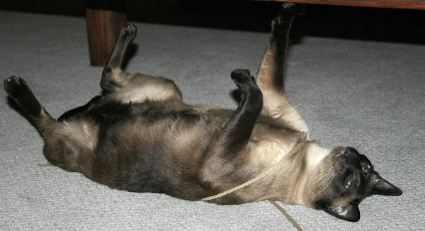 Our purebred Seal Point Siamese cat, Sagwa