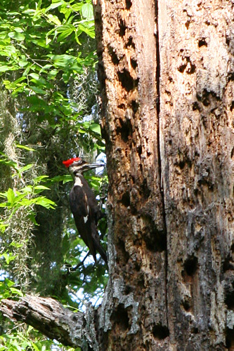 Pileated Woodpecker