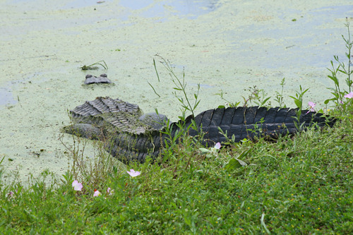 Alligator