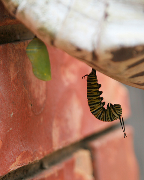 Monarch chrysalis and caterpillar