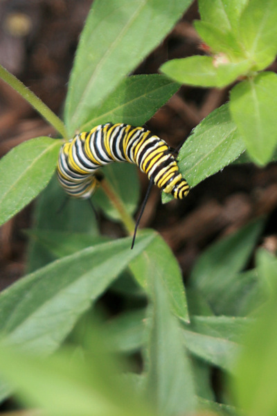 Monarch caterpillar