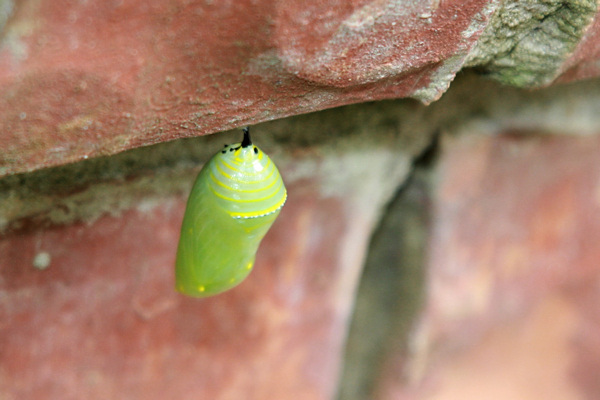 Monarch chrysalis