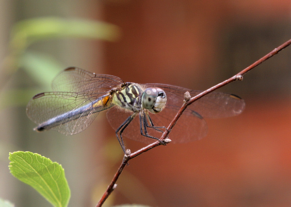 A dragonfly
